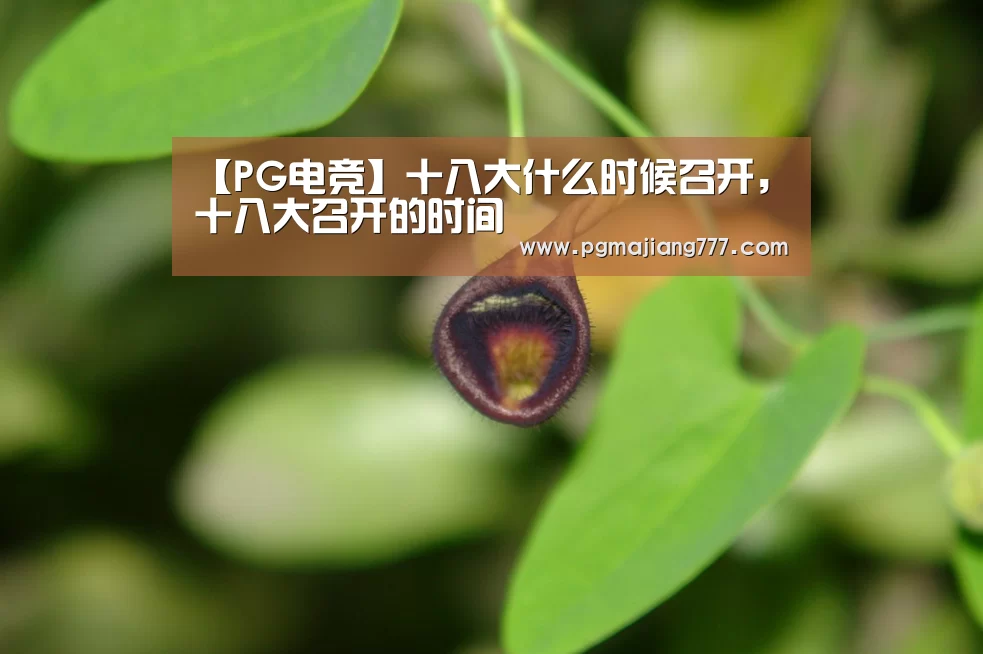 PG麻将官网